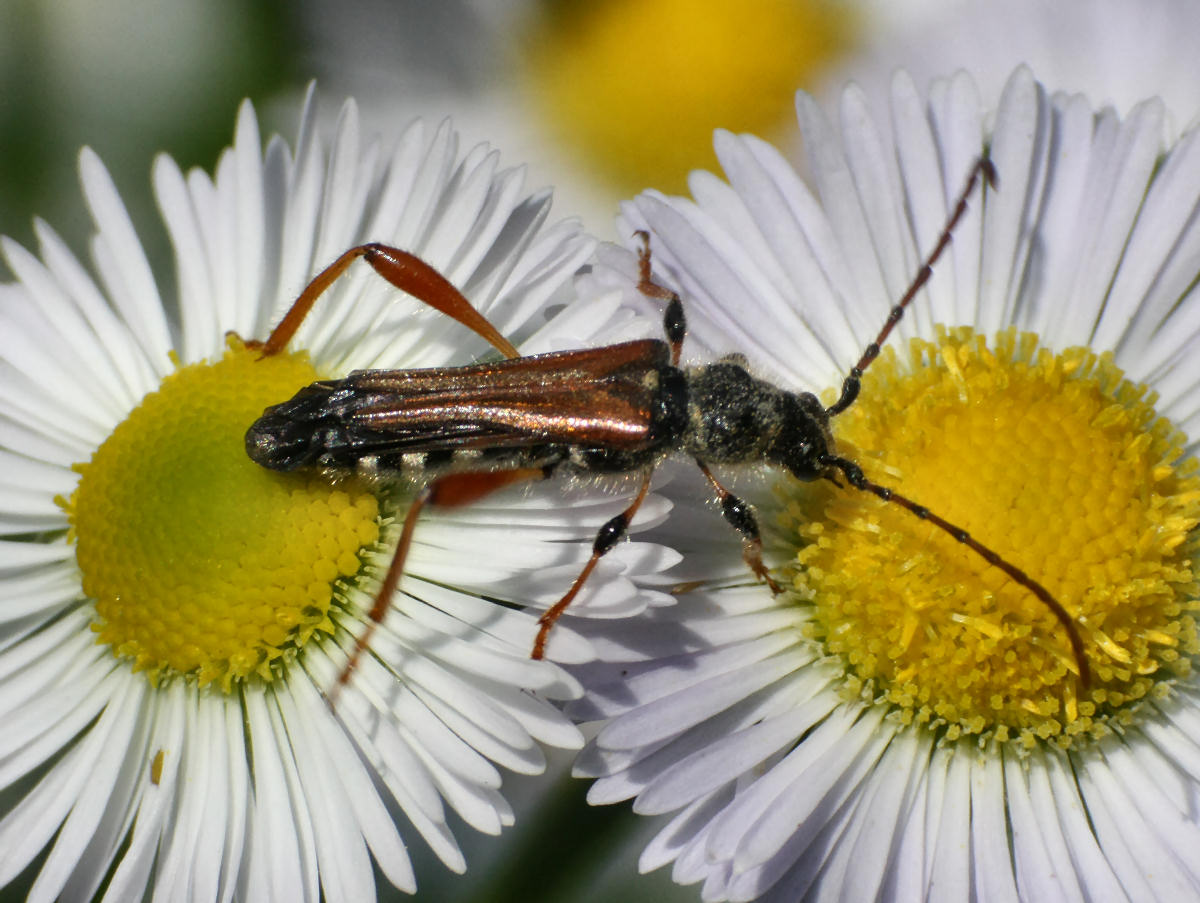 Cerambycidae Stenopterus rufus